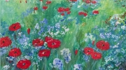 coquelicots